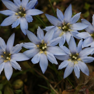 Gentiana nanobella